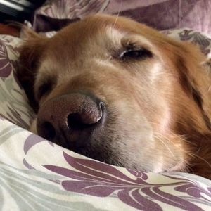 Meet your Posher, Redears